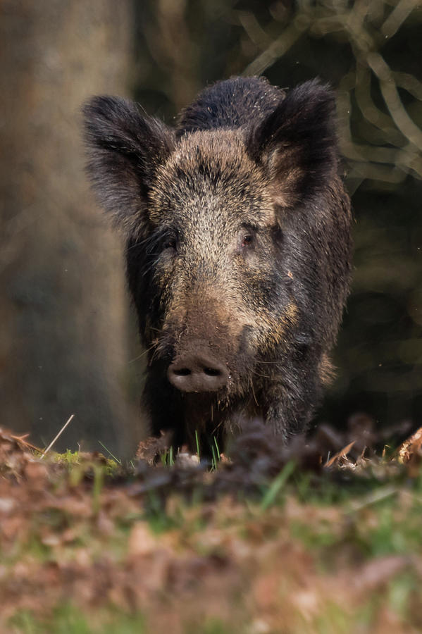 Wild Boar Sow Portrait Photograph by Wendy Cooper