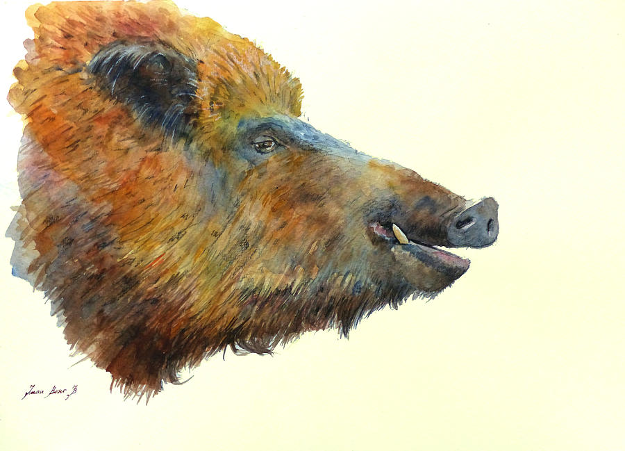 Wild Boar Painting - Wild boar watercolor painting by Juan  Bosco