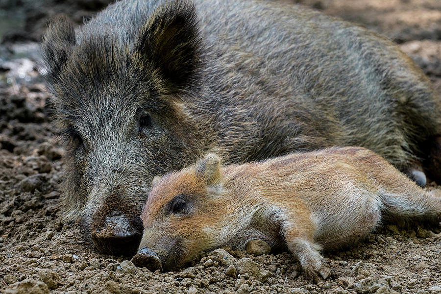 Wild Boar with Piglet Photograph by Arterra Picture Library
