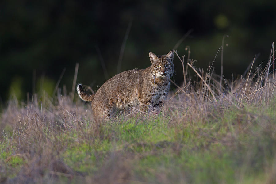 Wild Bobcat Encounter Photograph by Mark Miller