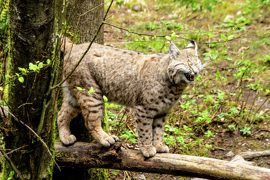Wild Bobcat in Mountain Setting Photograph by Teri Virbickis