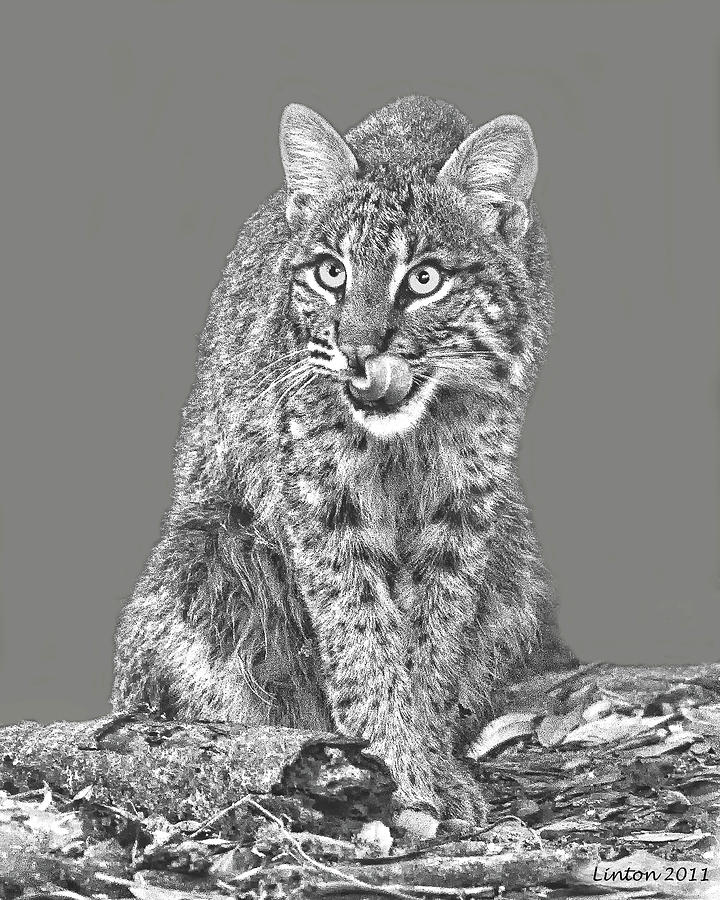 Wild Bobcat Digital Art by Larry Linton