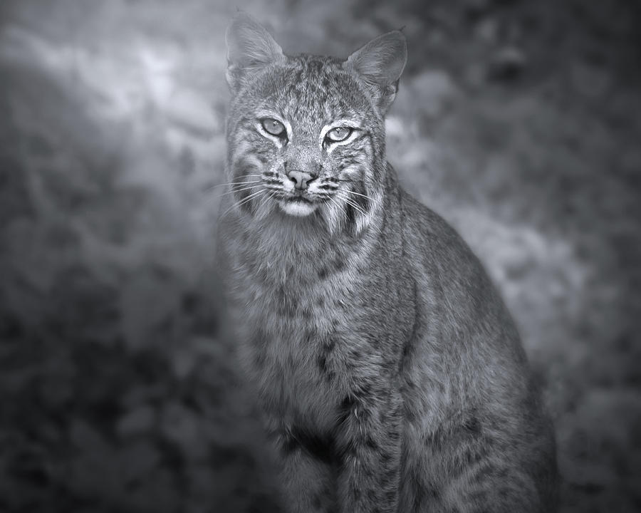 Wild Bobcat Photograph by Mark Andrew Thomas