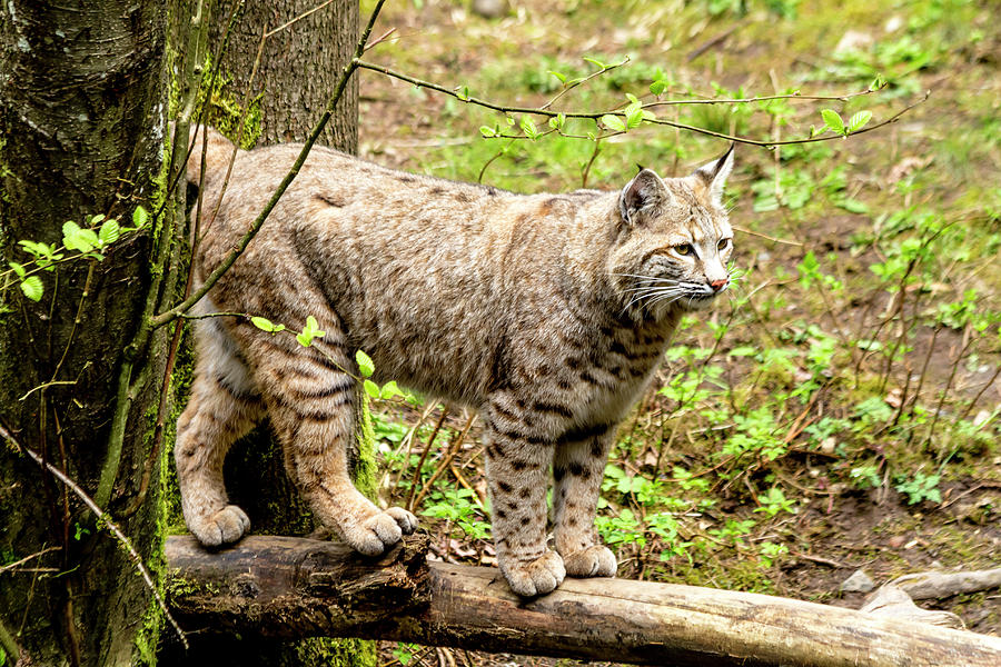 Wild Bobcat Photograph by Teri Virbickis