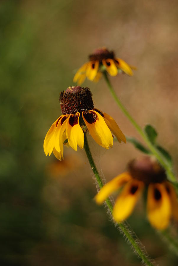 Flower Photograph - Wild Brown Eyed Susans by Jennifer Holcombe