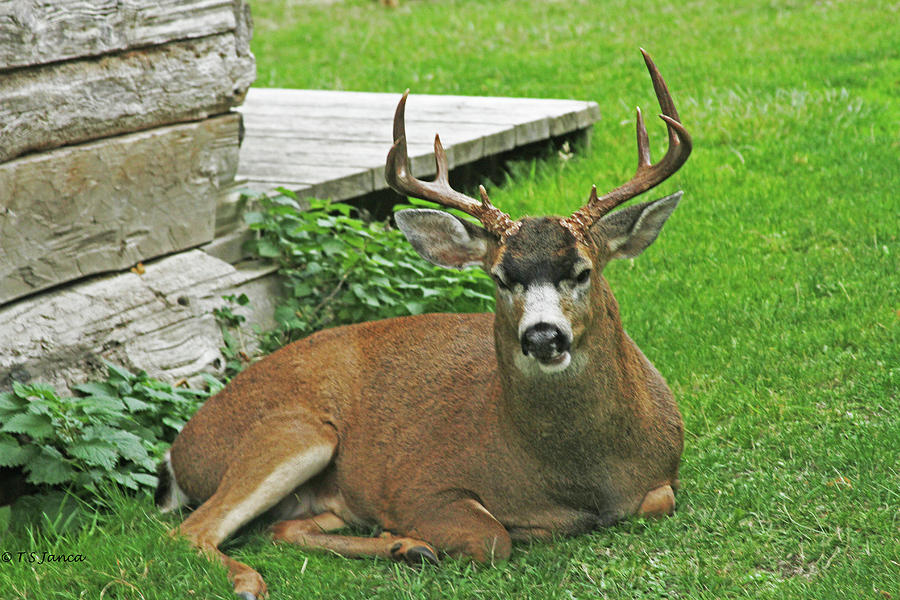 Wild Buck Deer Visits Digital Art by Tom Janca