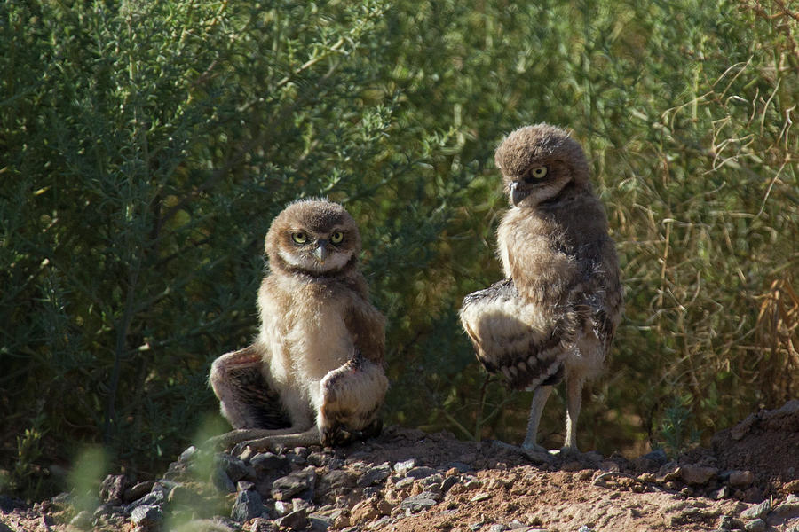 Wild Buddies Photograph by Sue Cullumber