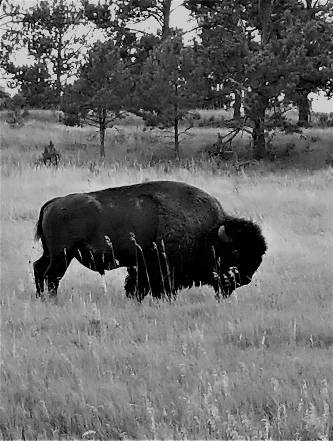Wild Buffalo B W  Photograph by Rob Hans
