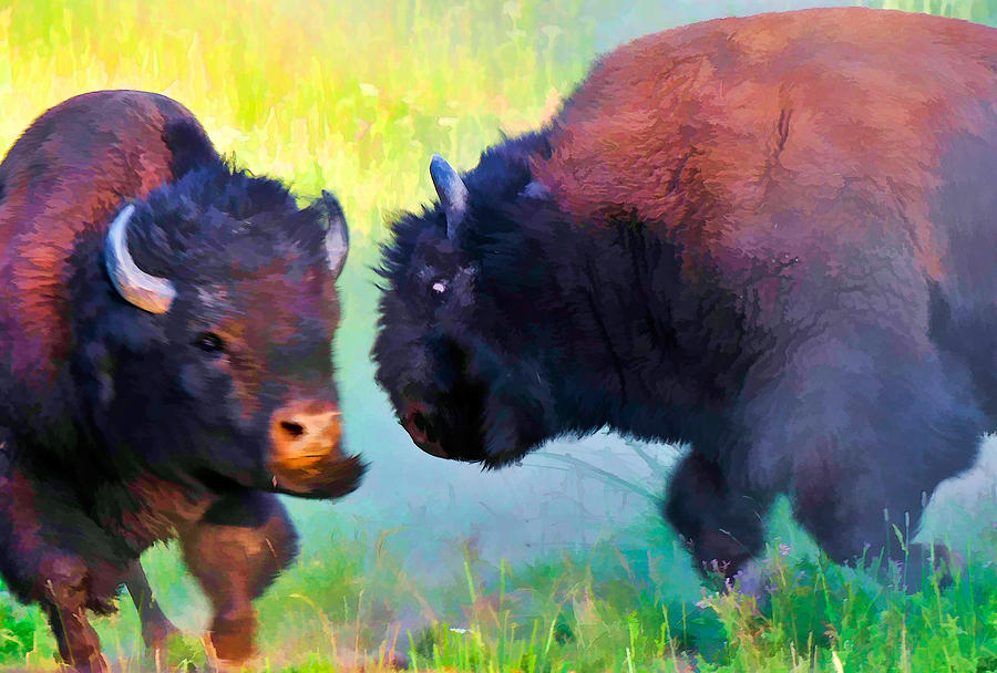 Wild Buffalo Fight Photograph by Ginger Wakem
