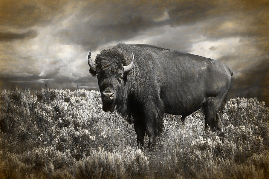Yellowstone National Park Photograph - Wild Buffalo in Yellowstone by Randall Nyhof