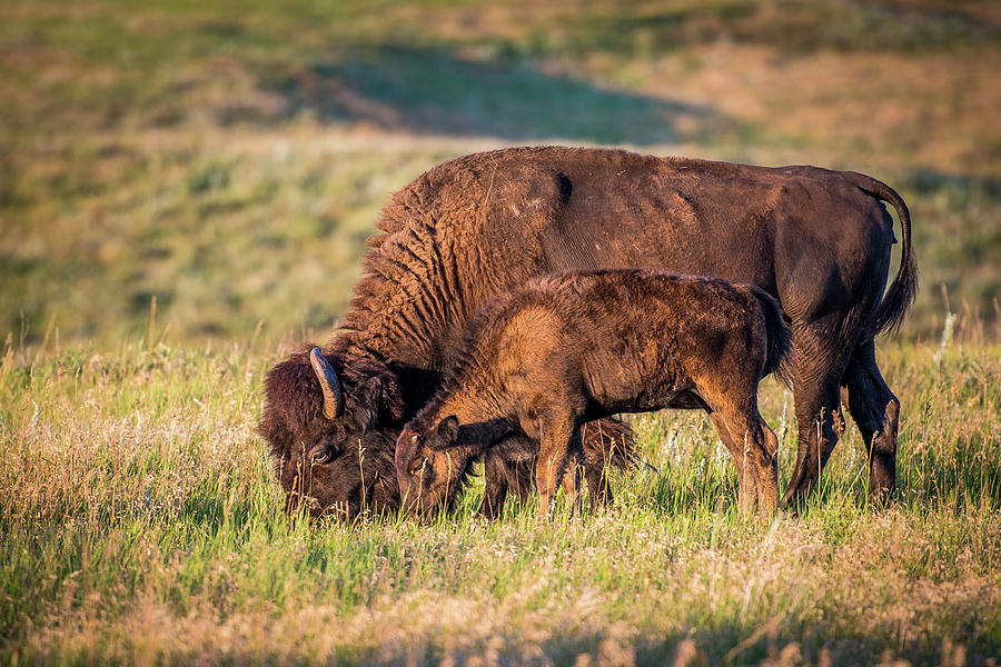 Wild Buffalo Photograph by Paul Freidlund