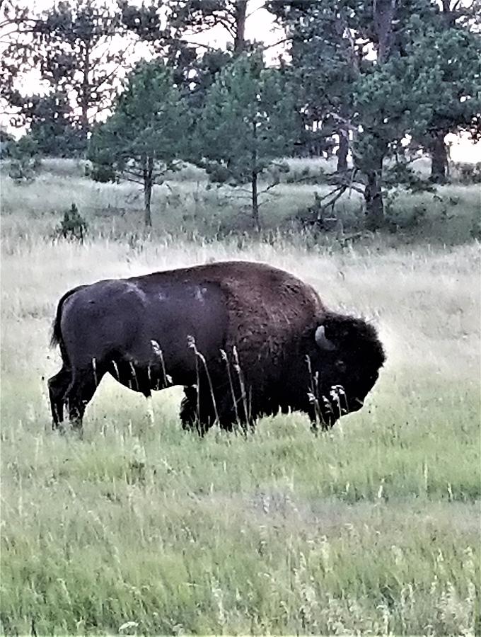 Wild Buffalo Photograph by Rob Hans