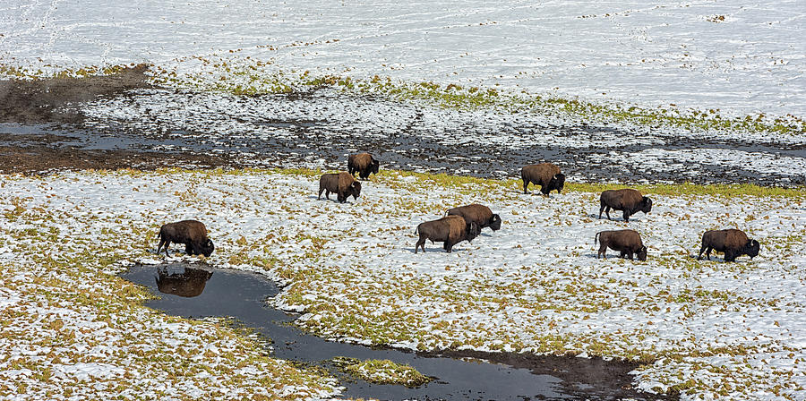 Wild Buffalo Photograph by Victor Culpepper