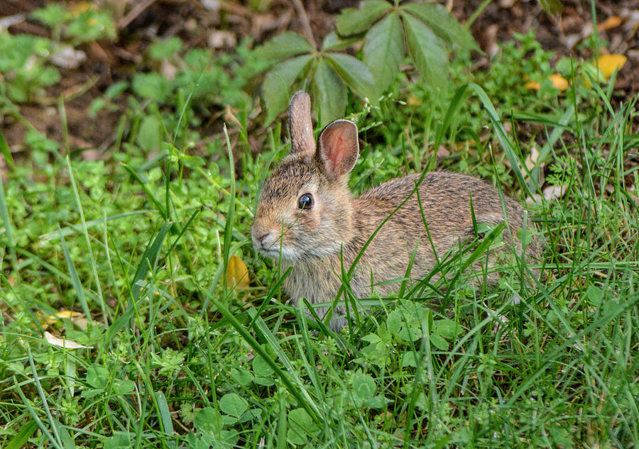 Wild Bunny In The Grass 052120152426 Photograph