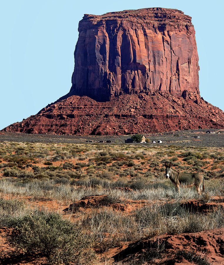 Wild Burro of Utah near Monument Valley Photograph by Phil Cardamone
