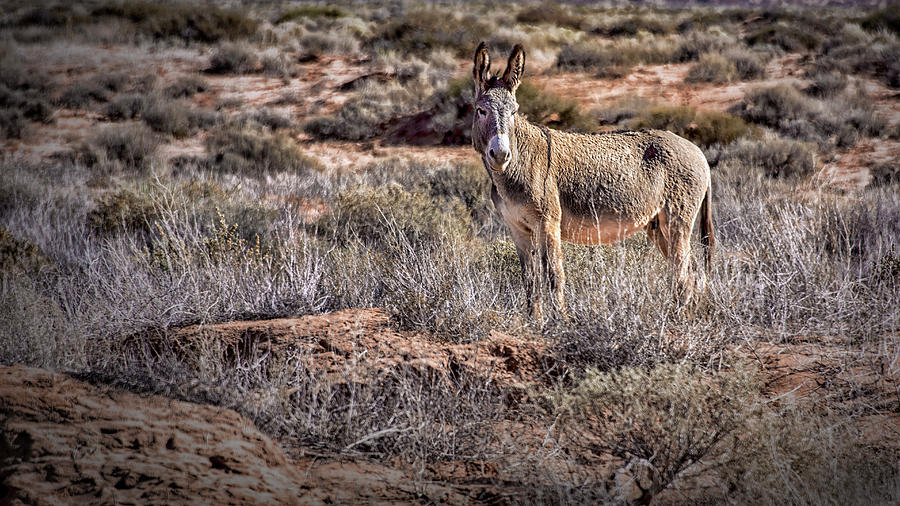 Wild Burro of Utah Photograph by Phil Cardamone