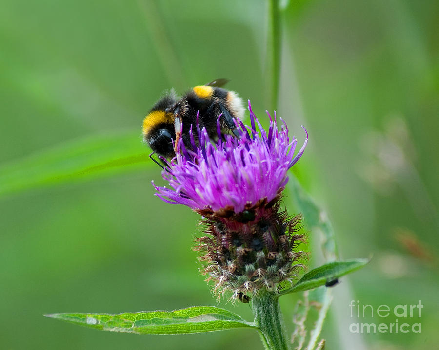 Wild Busy Worker Bumble Bee On A Thistle Flower Photograph