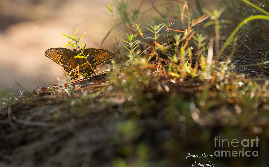 Wild Butterfly Photograph by Metaphor Photo