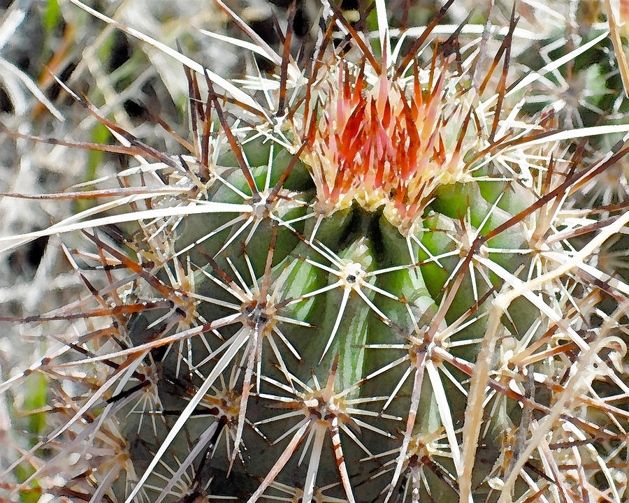 Cactus Digital Art - Wild cactus flower by Steven Wilson