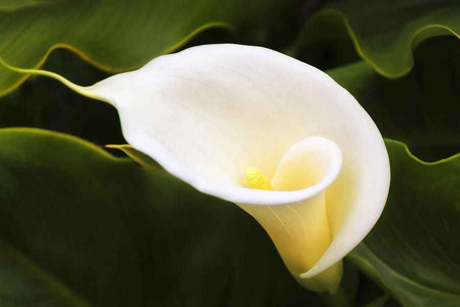 the simple wild calla and jonah