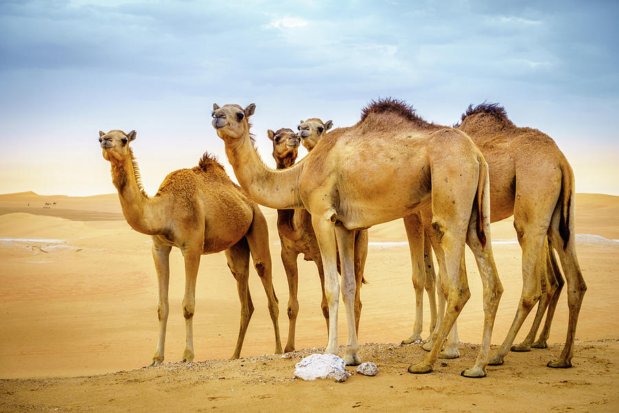 Wild Camels In The Desert Photograph