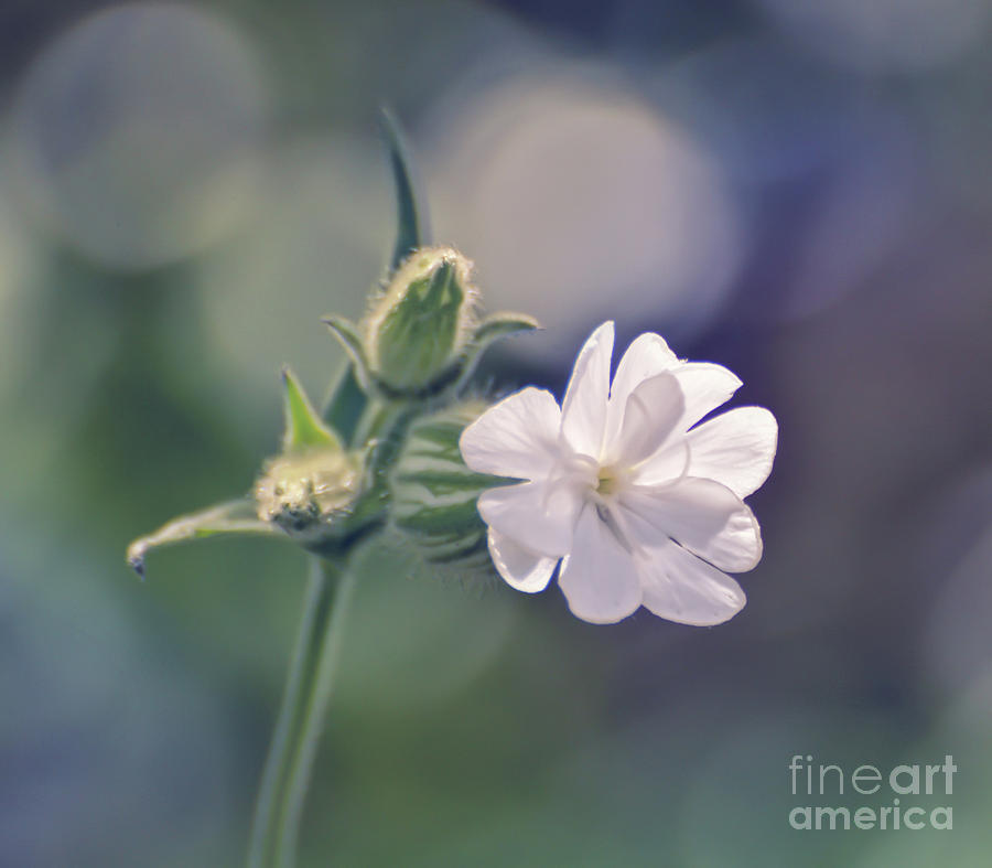 White Campion Photograph - Wild Campion Wildflower - Front View by Kerri Farley