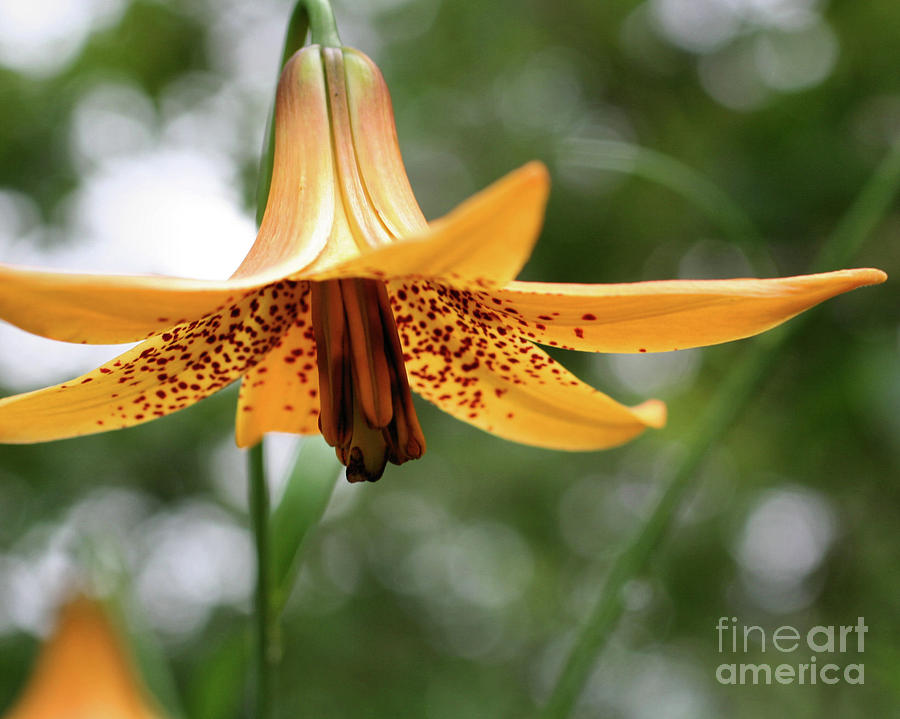 Wild Canadian Lily Photograph by Smilin Eyes Treasures
