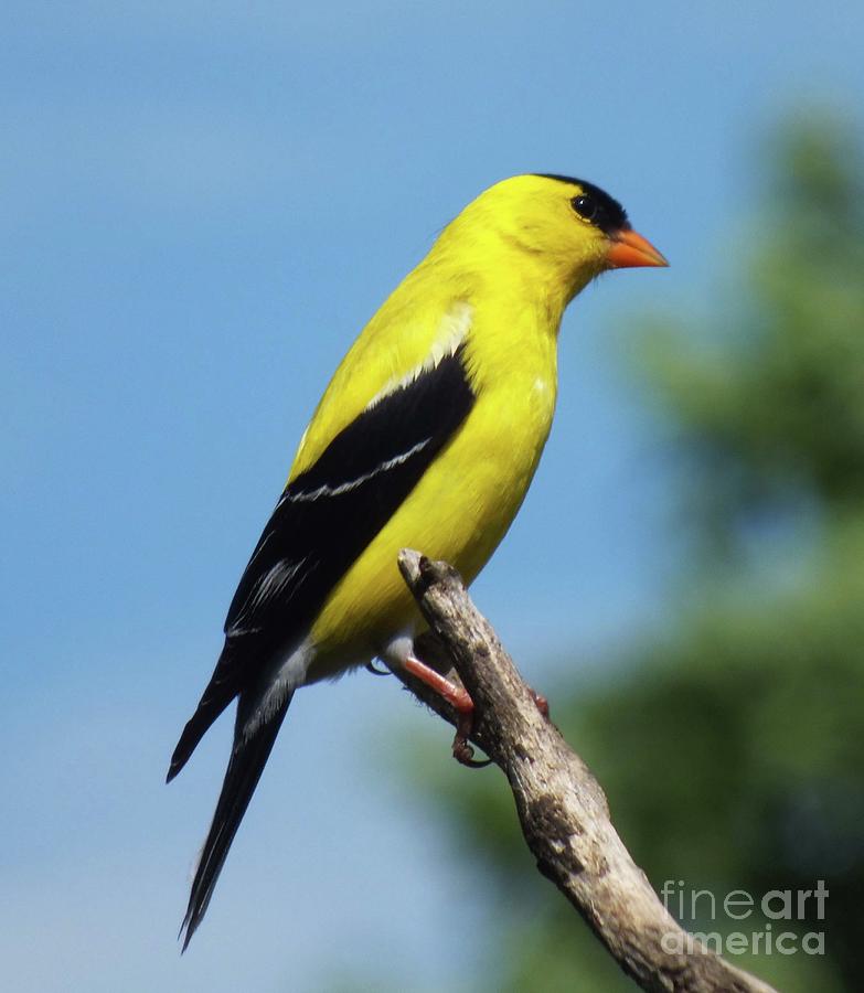Wild Canary - American Goldfinch Photograph