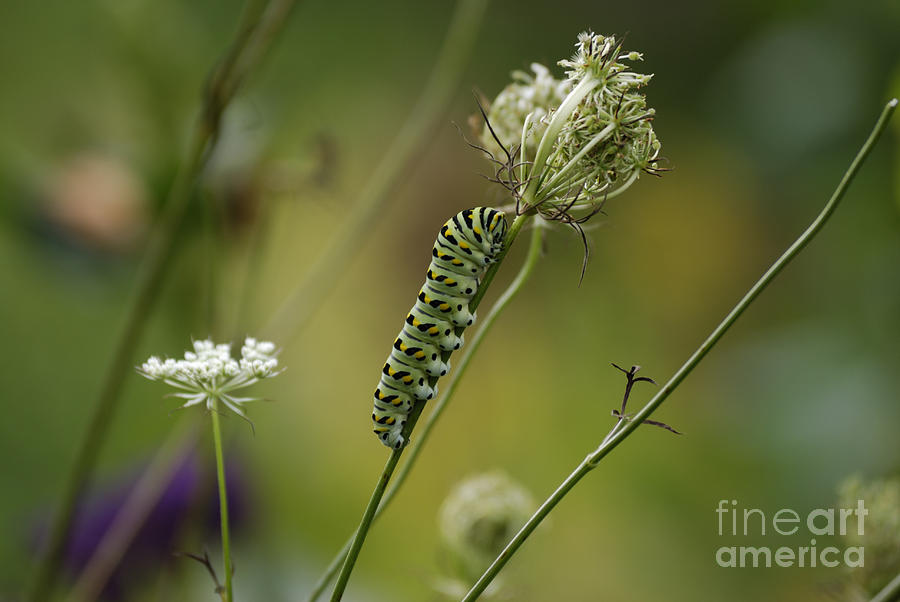 Caterpillar Photograph - Wild Carrot Feast by Randy Bodkins