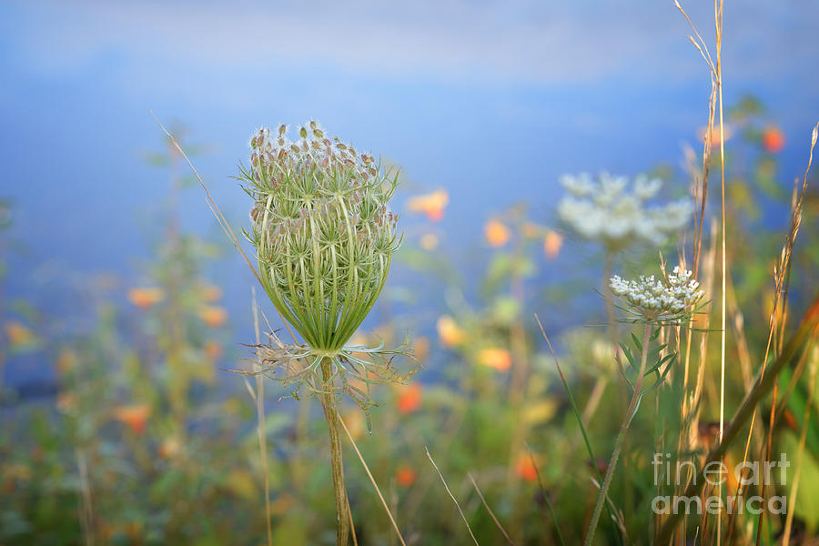 Wild Carrot Photograph by Lila Fisher-Wenzel
