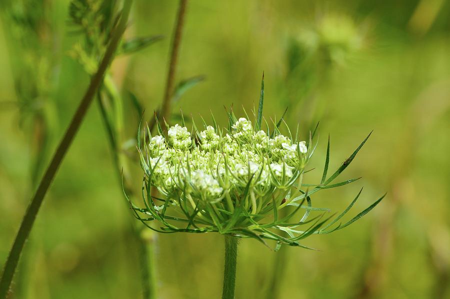 Wild Carrot or Queen Annes Lace Photograph by Lyle Crump