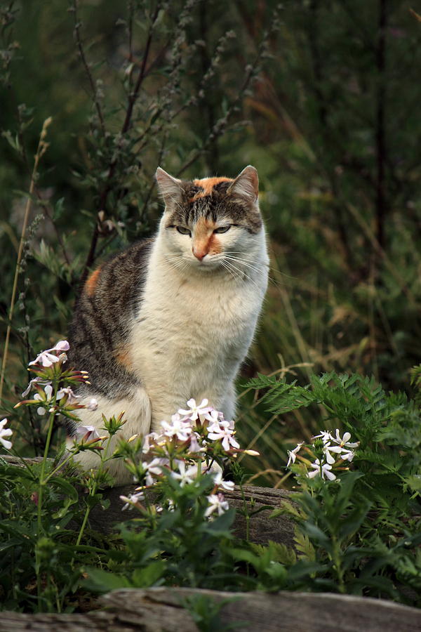 Wild cat and flowers Photograph by Elenarts - Elena Duvernay photo