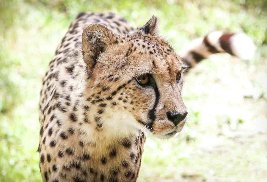 Wild Cat Cheetah Photograph by Athena Mckinzie