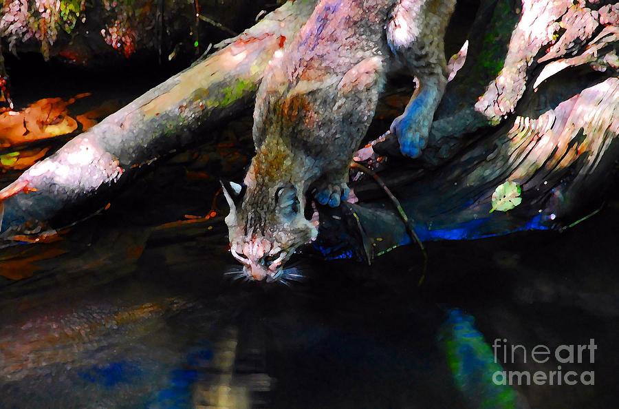 Wild Cat Drinking Photograph by David Lee Thompson