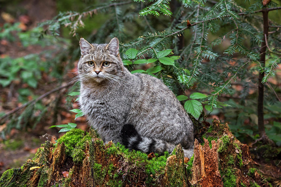 Wild Cat on Tree Trunk Photograph by Arterra Picture Library