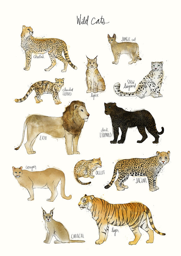 Wild Painting - Wild Cats by Amy Hamilton