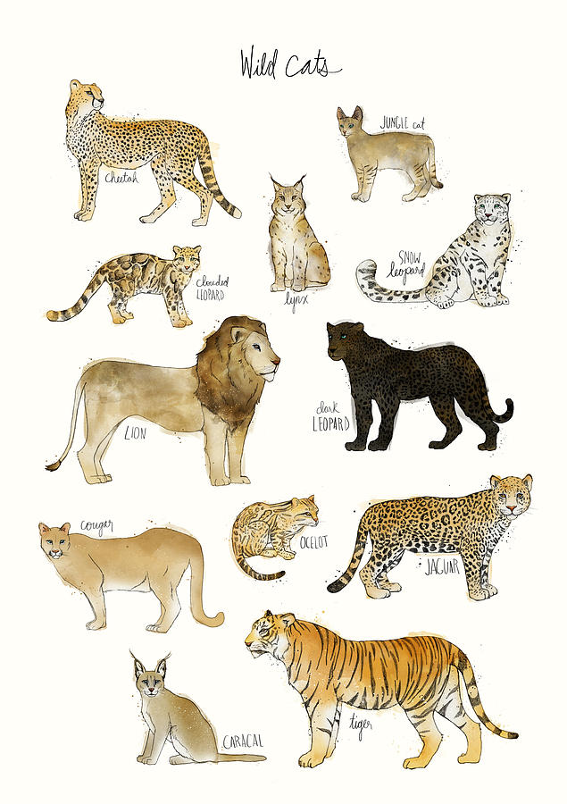 Cat Painting - Wild Cats by Amy Hamilton