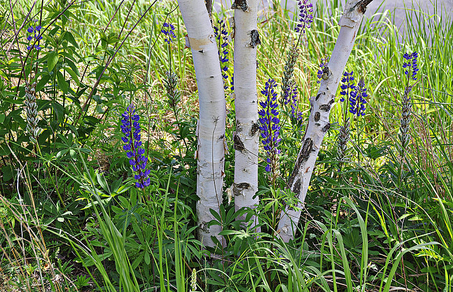 Wild Center birches by David Seguin Wild Center birches by David Seguin