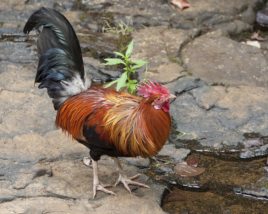 Wild Chicken Of Kauai Photograph