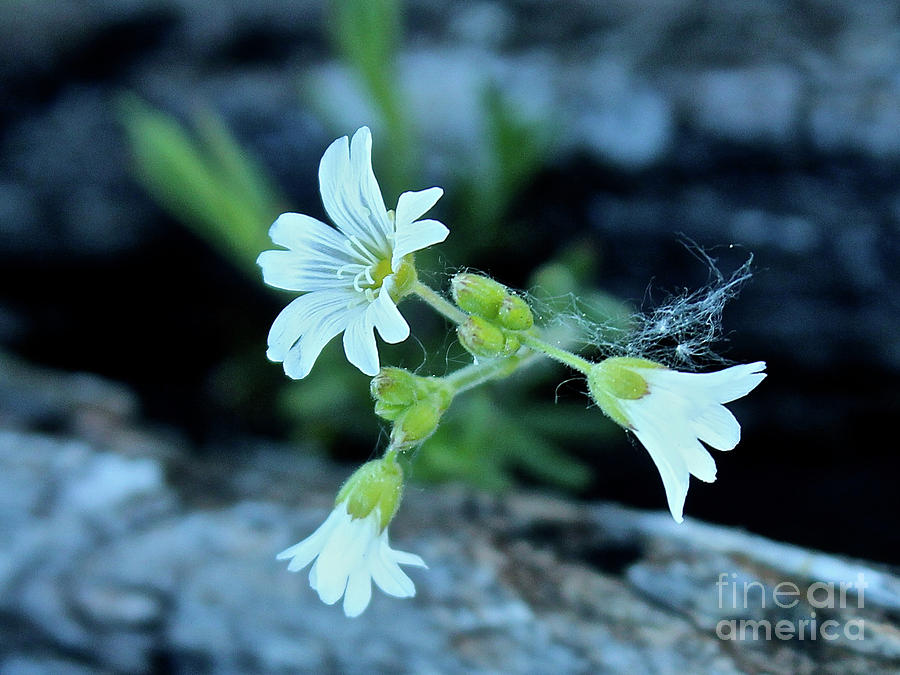 Wild Chickweed Photograph by Ann E Robson