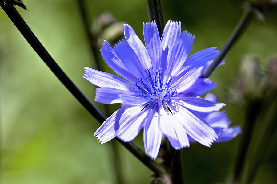 Wild Chicory Photograph - Wild Chicory by Ross Powell
