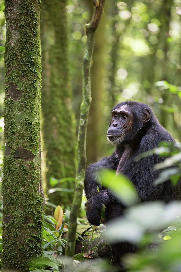 Wild chimpanzee in the tropical rain forest of Uganda Photograph by Dirk Ercken