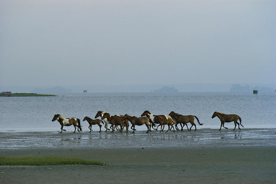 Wild Chincoteague Ponies Run Photograph by Medford Taylor