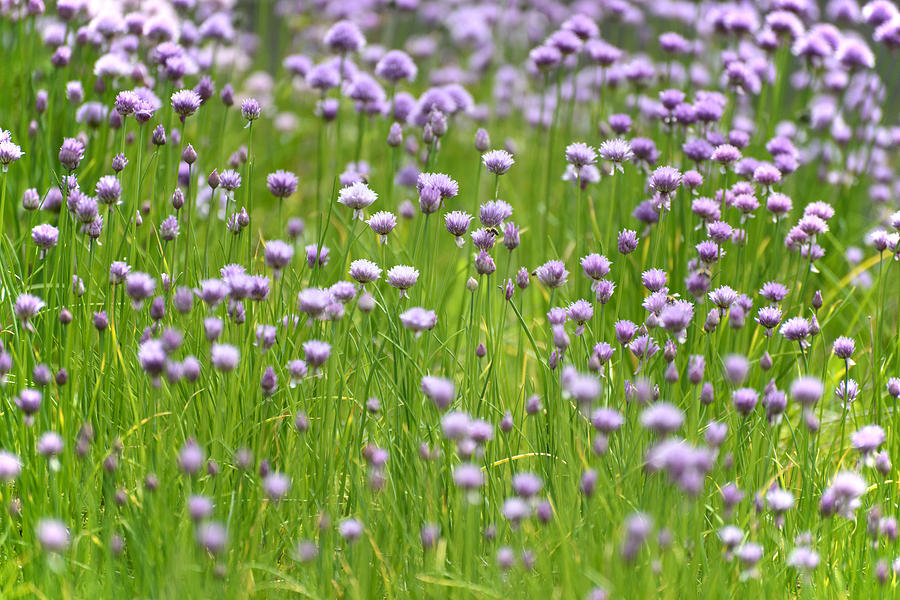 Nature Photograph - Wild Chives by Chevy Fleet