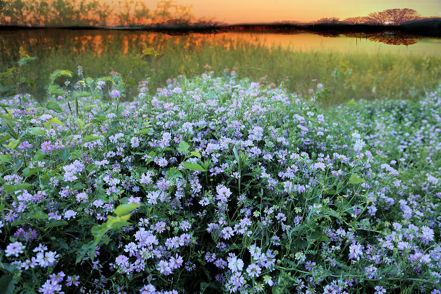 Wild Clover at Sunset Photograph by Theresa Campbell