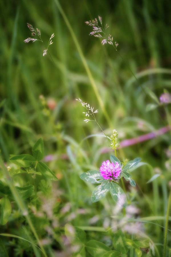 Wild Clover Photograph by Bill Wakeley