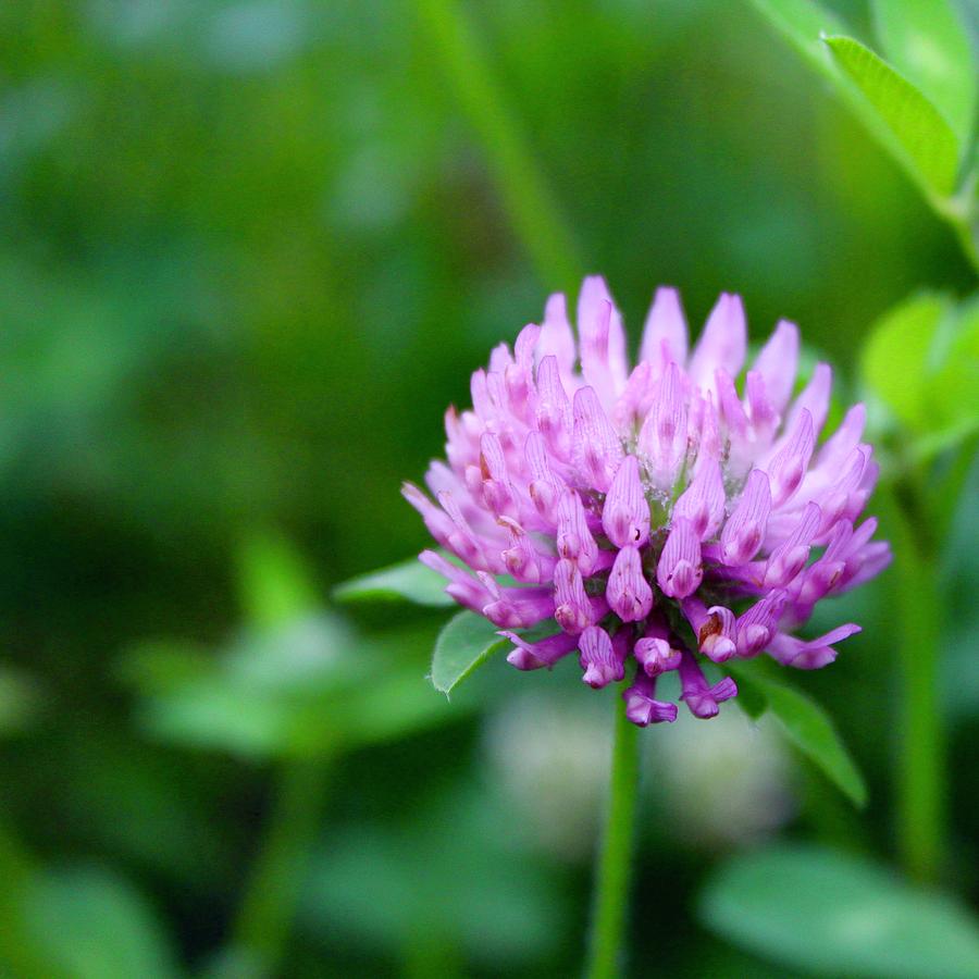 Wild Clover Bloom at Dawn Photograph by M E