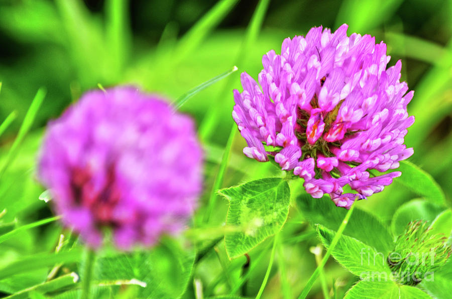 Nature Photograph - Wild Clover Flowers by Spade Photo