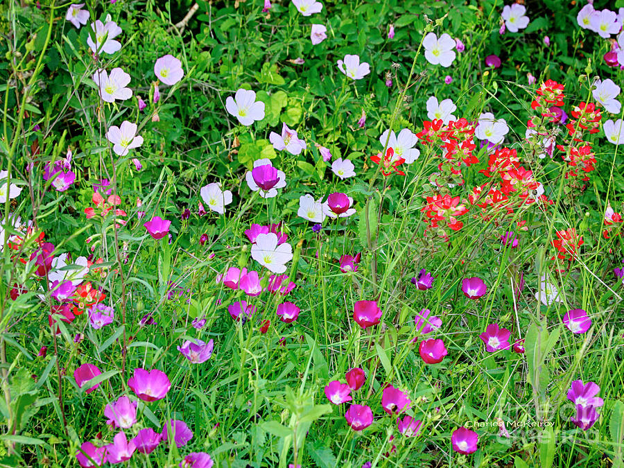 Wild Color Patch by Charles McKelroy Wild Color Patch by Charles McKelroy