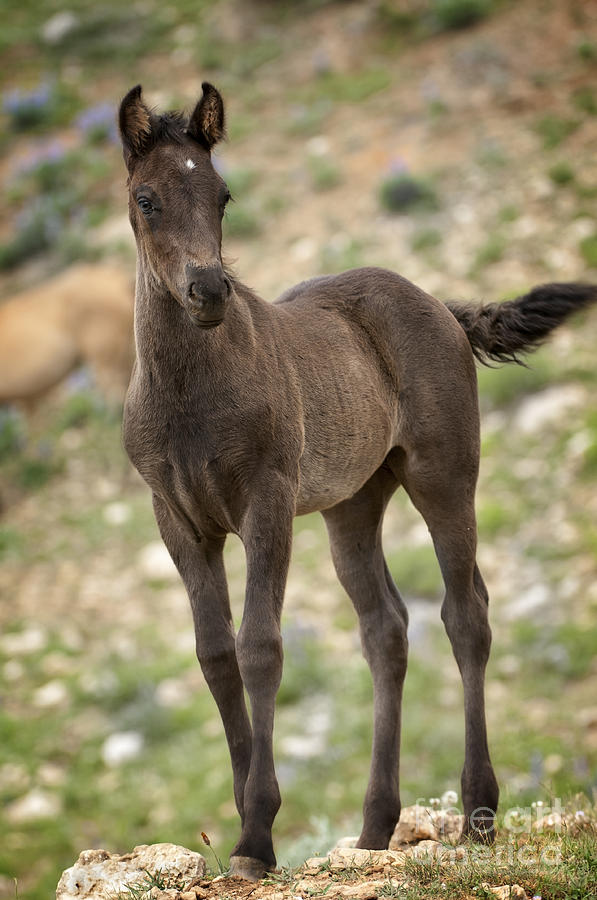 Horse Photograph - Wild Colt Curiosity by Wildlife Fine Art